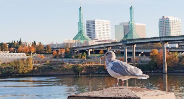 seagull sits at the Portland Oregon waterfront in front of Portland convention center glass towers