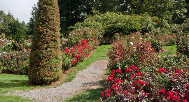 International Rose Test Garden is a rose garden in Washington Park in Portland, Oregon, United States. There are over 7,000 rose plants of approximately 550 varieties.; 
