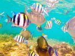 Underwater Scene of Colorful Reef Fishes in Kauai Hawaii