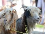 Goats at goat market in Nizwa, Oman.