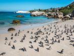 Penguin Colony - Boulders Beach, Cape Town, South Africa