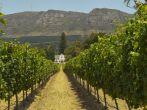 vineyard near cape town,south africa; Shutterstock ID 144316414; Project/Title: Cape Town, South Africa; Downloader: Melanie Marin
