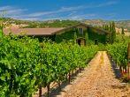 vineyards of napa valley, usa.