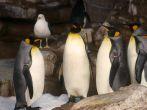 Penguin Meeting at Sea World - San Antonio, Texas; 
