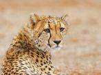 Cheetah relaxes by the road, South Africa