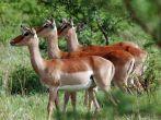 Impalas Hluhluwe imfolozi park South-Africa
