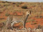 Leopard, wildlife, Kalahari, South Africa