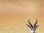 Springbok resting on green grass  - Antidorcas Marsupialis - Kalahari -  South Africa