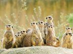 Suricate or meerkat (Suricata suricatta) family Earth males looking for enemies look in all directions Erdm&#xc3;&#xa4;nnchen; Shutterstock ID 55167352; Project/Title: Fodor's South Africa; Downloader: Fodor's Travel