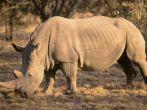 White Rhino, Bela Bela, South Africa