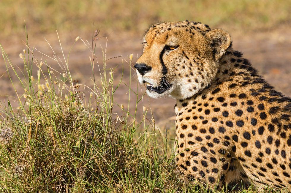 Cheetah looking out over the savanna
