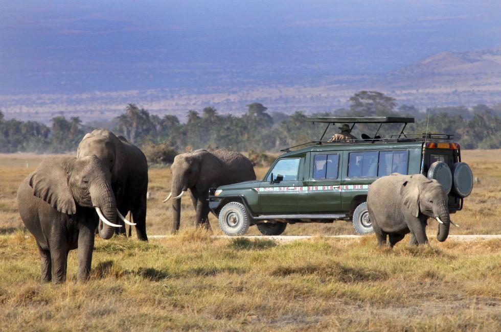 safari game drive with the elephants, masai mara  reserve in kenya, Africa; 