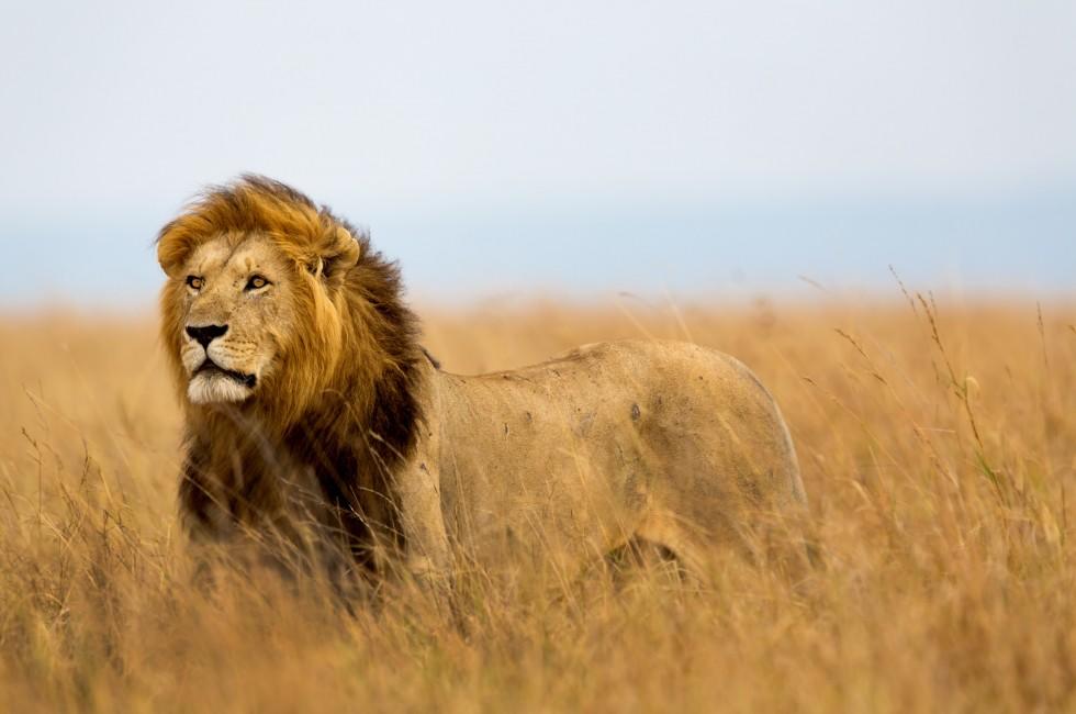 Mighty Lion watching the lionesses who are ready for the hunt in Masai Mara, Kenya.