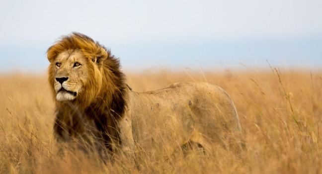 Mighty Lion watching the lionesses who are ready for the hunt in Masai Mara, Kenya.