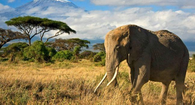 Elephant in Amboseli;