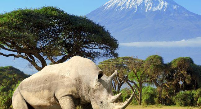 Rhino in front of Kilimanjaro mountain - Amboseli national park Kenya