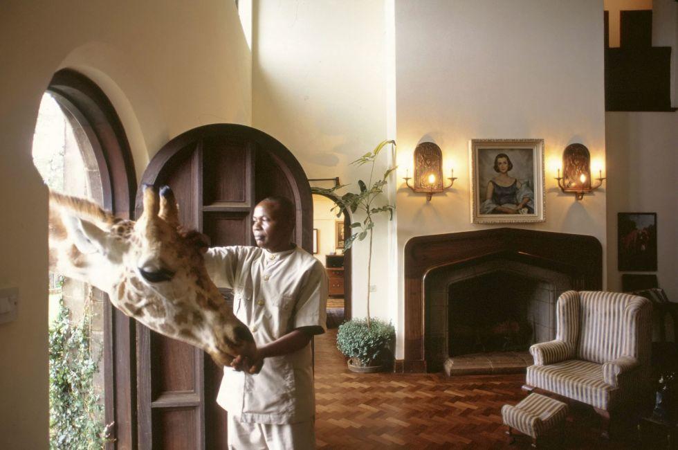 An invited guest trolls for snacks at Giraffe Manor, an elegant mansion taking overnight guests near a favorite feeding grounds for the tallest of all living land animals, Nairobie, Kenya