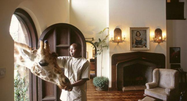 An invited guest trolls for snacks at Giraffe Manor, an elegant mansion taking overnight guests near a favorite feeding grounds for the tallest of all living land animals, Nairobie, Kenya