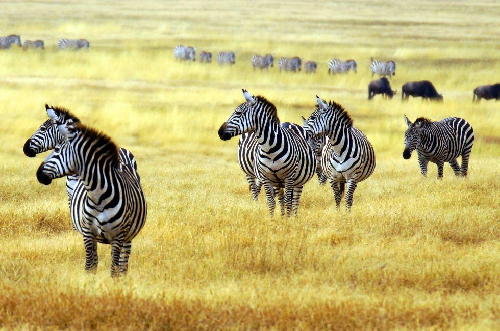 zebra' s grazing on grassland in Africa ; 