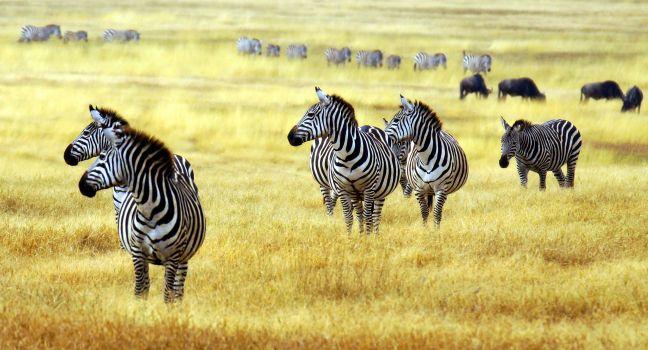 zebra' s grazing on grassland in Africa ; 