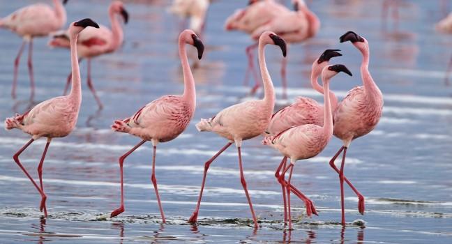 Lesser flamingos congregate by the thousands in the shallow alkaline waters of lake Nakuru in Lake Nakuru National Park, Kenya.