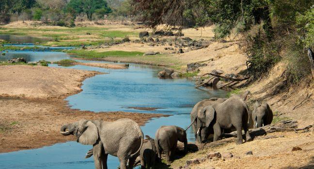 Elephants quenching their thirst in the Great Ruaha River, Tanzania.