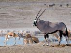 Two Sprinbok fighting and Orix (Gemsbok), Nebrownii waterhole, Etosha National Park, Namibia.