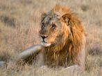 Male lion lying in the grass, Etosha National Park, Namibia
