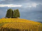 Changing vineyard leaves in fall, Willamette Valley, Oregon.