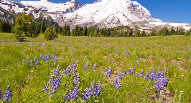 The MT Rainier with Beautiful Wildflower in the foreground.