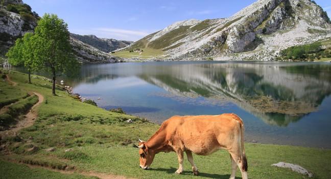 Lago Enol near Covadonga in Asturias - Spain - natural reservation and famous park &quot;Picos de Europa&quot; - Cow grazing at water's edge;