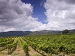rolling vineyards in the Galilee Israel; 