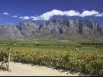 Beautiful vineyard along the wine route in Western Cape, South Africa. Mountains in background.