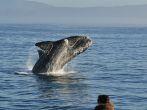 A Southern right whale breaching in Walker Bay,Hermanus,South Africa