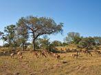Impalas, South Africa