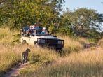 Tourists observing a female leopard, South Africa