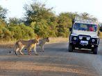 KRUGER PARK SOUTH AFRICA MAY 15: Lions crossing a road in front a tourist car on may 15 2007 in Kruger South Africa. It is estimated that 550-700 people are attacked by lions every year.