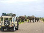 KRUGER NATIONAL PARK, SOUTH AFRICA NOV 9: Visitors in a land-rover on Safari in Africa are watching a herd of wild elephants crossing a road. November 9, 2013, Kruger National Park, South Africa