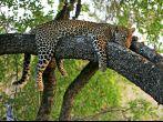 Wild african leopard in tree; 