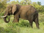 Lone bull elephant in a private game reserve in Timbavati-South Africa;