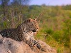 Leopard, Termite Mound, Sabi Sand Nature Reserve, South Africa