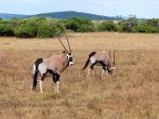 Antelope, Oryx, Shamwari Game Reserve, South Africa 