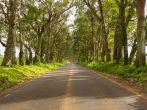 Famous mile long tunnel of Eucalyptus trees along Maluhia Road to Koloa Town, Kauai Hawaii.