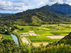 Taro fields in beautiful Hanalei Valley, Kauai.