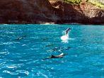 Dolphin pod with one dolphin jumping out of the water on Na Pali Coast.