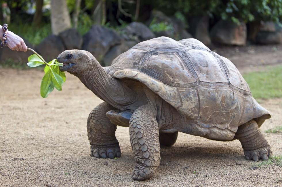 Big Seychelles turtle eat.  La Vanille Reserve park. Mauritius.; 