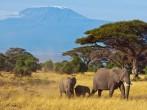 Elephant Family &amp; Kilimanjaro; 