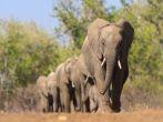 A herd of elephants approaches a waterhole in single file