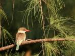 Brown Hooded Kingfisher. Photographed in a Casuarina Tree in Richards Bay, South Africa.; 