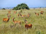 A herd of ugandan kobs in Queen Elizabeth National Park, Uganda